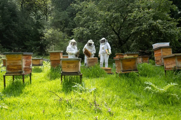 白いスーツを着た養蜂家が森の中で蜂と働いている — ストック写真