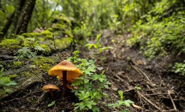 Fresh Mushrooms Hidden Amongst Wooded Landscape — Stock Photo, Image