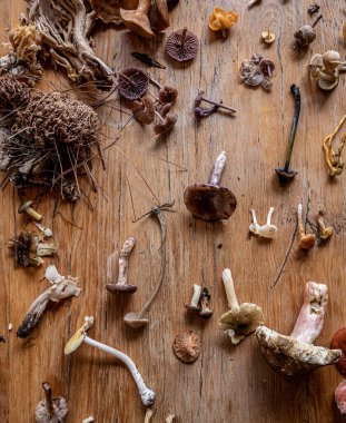 Tahtaya yerleştirilmiş farklı mantar çeşitleri.