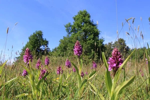 Maravilloso Paisaje Primavera Colorido Con Grupo Orquídeas Pantano Púrpura Flor — Foto de Stock