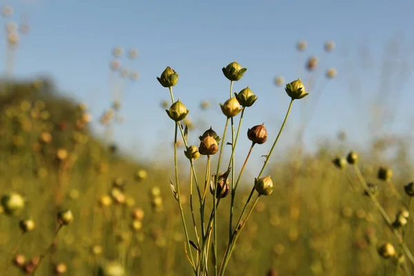 a flax plant with seed buds closeup and a green and blue background in the fields in zeeland, the netherlands in summer