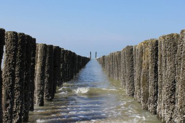 Hollanda, Zeeland 'deki Scheldt nehrinde iki sıra alg ile dalgalı deniz suyu.