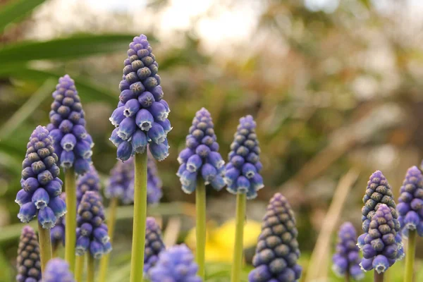 Group Beautiful Grape Hyacinth Flowers Closeup Green Background White Bokeh — Stock Photo, Image