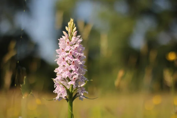 Una Orquídea Blanca Hermosa Del Pantano Con Primer Plano Púrpura — Foto de Stock