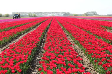 İlkbaharda Hollanda kırsalında simetrik kırmızı lale sıraları olan güzel bir ampul tarlası.