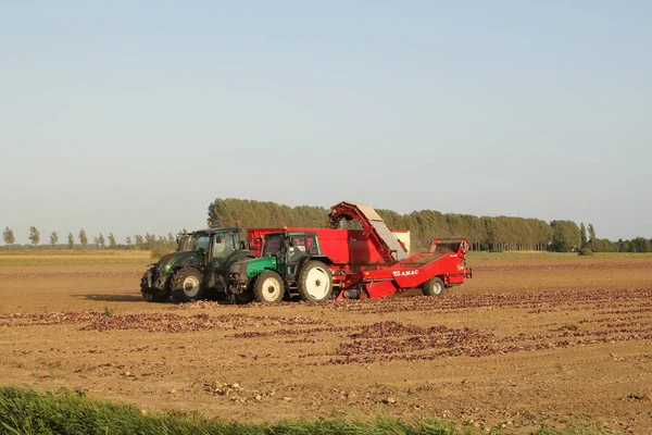 Rolnicy Zbierają Cebulę Polu Upalny Letni Wieczór Holenderskiej Wsi Dużymi — Zdjęcie stockowe