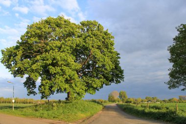 Hollanda kırsalında yeşil yaprakları olan büyük bir kireç ağacı. İlkbaharda güzel mavi gökyüzü olan bir akşam.