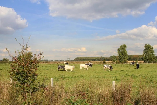 Een Typisch Hollands Landschap Met Een Kudde Koeien Die Grazen — Stockfoto