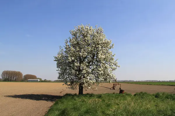 Een Grote Oude Perenboom Met Mooie Witte Bloesem Het Nederlandse — Stockfoto