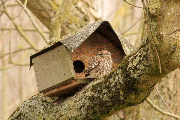 Little Owl Sits Front Its Birdhouse Big Tree Dutch Countryside — Stock Photo, Image