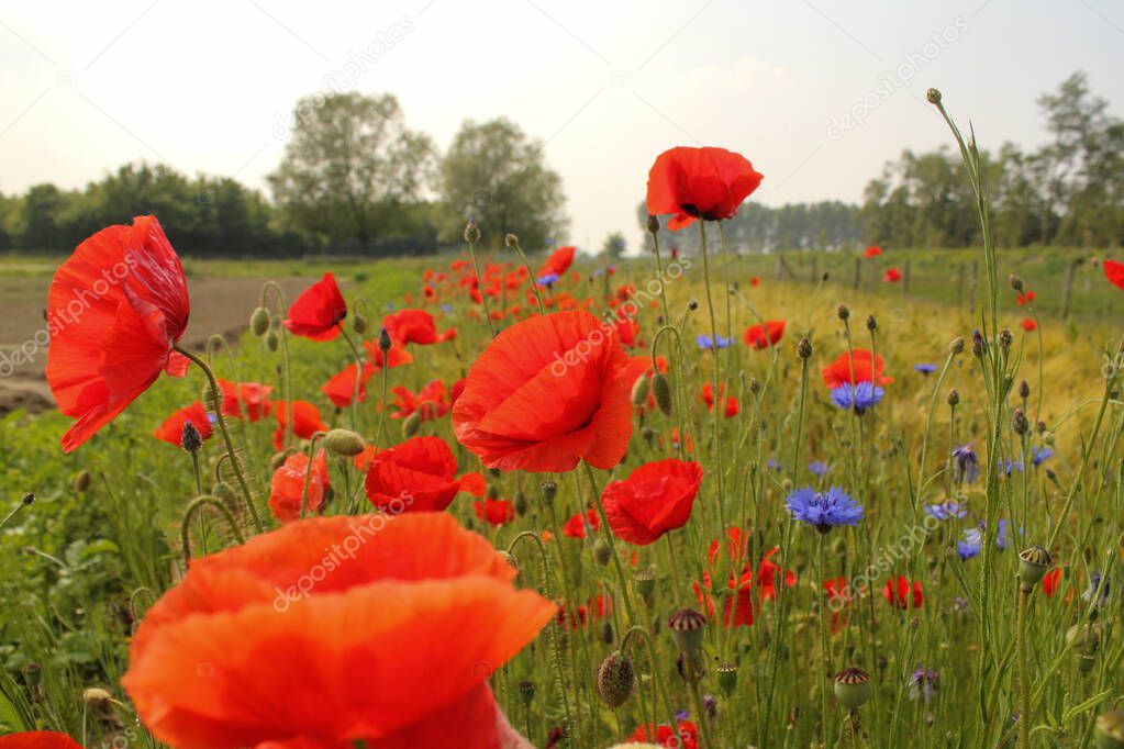 beautiful flowery landscape with a field margin full of red blooming poppies and cornflowers in the dutch countryside in zeeland in springtime