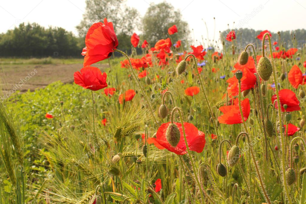 beautiful rural landscape with a field margin in the dutch countryside in zeeland in springtime with lots of blooming red poppies and some cornflowers and barley 
