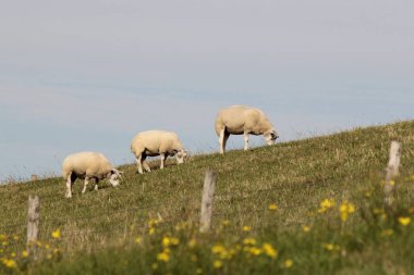 Beyaz koyunlar, Zeeland, Hollanda 'daki Batı Denizi' nden gelen yeşil deniz lezbiyenlerini otlatıyorlar.