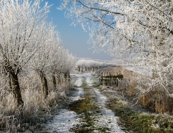 Schöne Weiße Winterlandschaft Mit Reihen Von Kopfweiden Mit Raureif Entlang — Stockfoto
