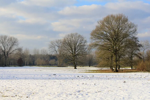 Schöne Winterlandschaft Mit Großen Bäumen Auf Einer Schneeweißen Wiese Und — Stockfoto