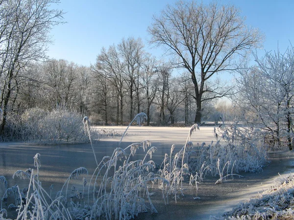 Wunderschöne Winterlandschaft Mit Natureis Und Schilfbeeten Mit Weißem Frost Und — Stockfoto