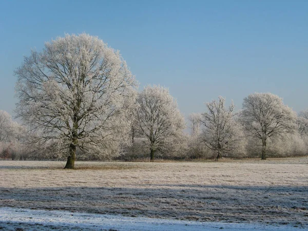 Große Bäume Mit Weißen Ästen Auf Einer Weißen Wiese Mit — Stockfoto