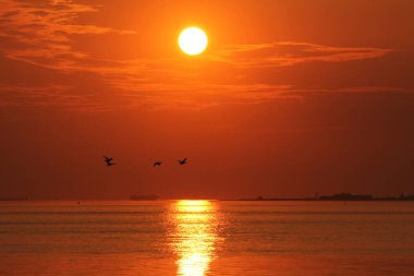 Sıcak bir yaz akşamında, Hollanda sahillerinde güzel bir deniz manzarası. Güneş ışığı, turuncu kırmızı gökyüzü ve deniz ve uçmakta olan kazlar.