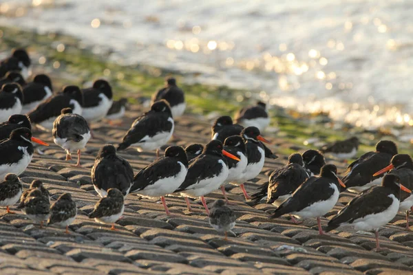 Group Oystercatchers Sits Sea Wall Waterline Westerschelde Sea High Tide — Stock Photo, Image