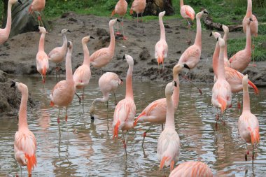 Bir grup güzel pembe flamingo ilkbahar kapanışında ve denizde duruyor.