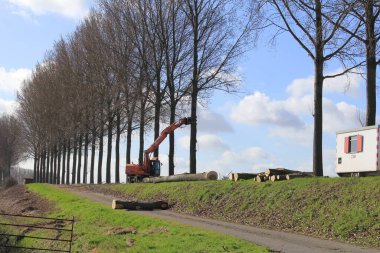 Büyük popüler ağaçlarla dolu bir Hollanda manzarası kütüklerle kesilmiş bir hendek, bir vinç ve kışın bulutlu mavi bir gökyüzü.