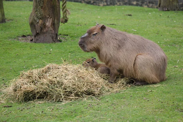 Capybara Sits Young Animal Green Meadow Zoo Holland Springtime — Stock Photo, Image