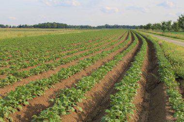 İlkbaharda, Hollanda 'nın kırsalında yeşil patates bitkileriyle dolu güzel bir tarla.