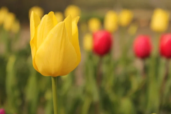 Tulipán Amarillo Con Fondo Verde Primer Plano Jardín Flores Primavera — Foto de Stock