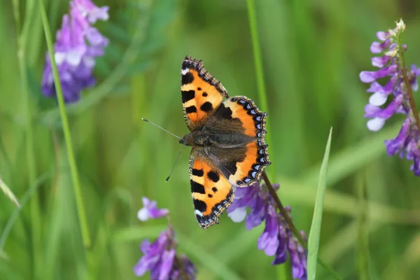 Una Pequeña Mariposa Tortuga Primer Plano Una Flor Púrpura Con — Foto de Stock