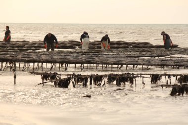 İnsanlar denizdeki masalarda istiridye torbalarını çeviriyor. Güneşli bir akşamda, Normandiya 'da Fransız sahillerinde, Veules les les Roses' da gelgitle birlikte.