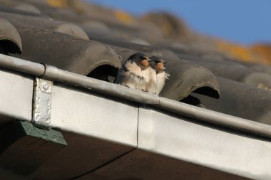 İki sevimli kırlangıç, ilkbaharda kırsal bir köyde, rüzgârda ve akşam güneşinde bir çatı oluğunda yan yana oturuyorlar.