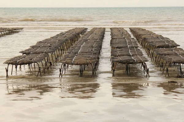 rows of oyster beds in the sea at the normandy coast in france in summer