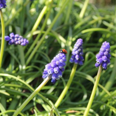 Kırmızı bir uğur böceği mavi bir üzümlü sümbül çiçeğinin yanında oturur ilkbaharda çiçek bahçesindeki yeşil bitkilerin arasında.