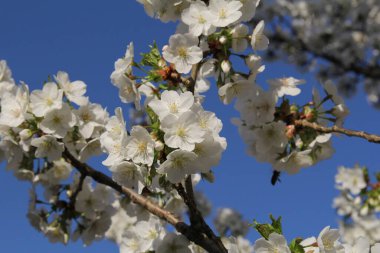 Hollanda 'nın arka planında mavi gökyüzü olan bir budama ağacının dalında güzel beyaz bir çiçek.