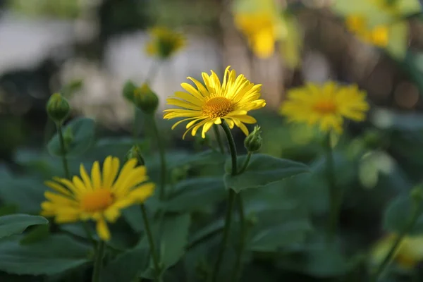 Lkbaharda Çiçek Bahçesindeki Yeşil Bir Bitkide Güzel Sarı Bir Marguerite — Stok fotoğraf