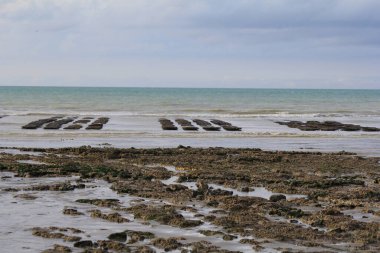 Denizde istiridye yatakları, yazın Normandiya 'da gel-git ile birlikte.