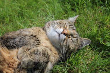 Sevimli bir evcil kedi, baharda güneşin altında yeşil çimlerde katlanmış pençeleriyle sırt üstü uzanıyor.