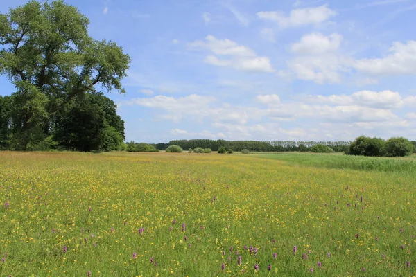 Een Natuurlijk Nat Grasland Met Gele Boterbloemen Paarse Wilde Orchideeën — Stockfoto