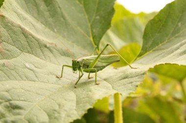 Yeşil çekirge, yaz mevsiminde sebze bahçesindeki bir kabak bitkisinin büyük bir yaprağında oturur.