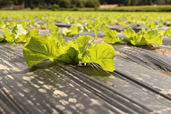 Pequeñas Plantas Lechuga Verde Plástico Los Campos Horticultor Francia Verano — Foto de Stock