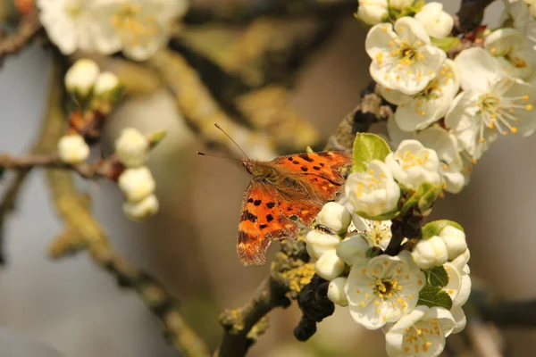 Mariposa Coma Sienta Una Rama Cerezo Con Hermosa Flor Blanca — Foto de Stock