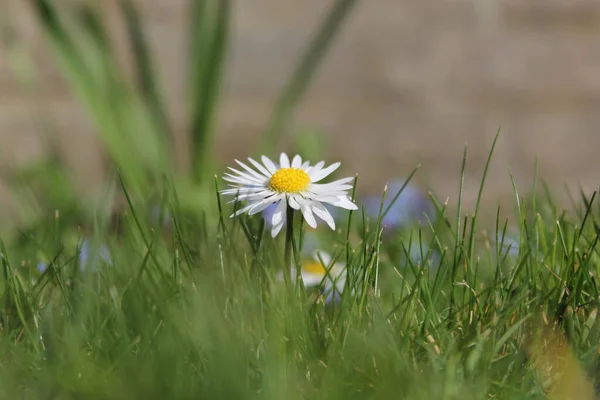 a beautiful little daisy in a green grassland closeup in springtime