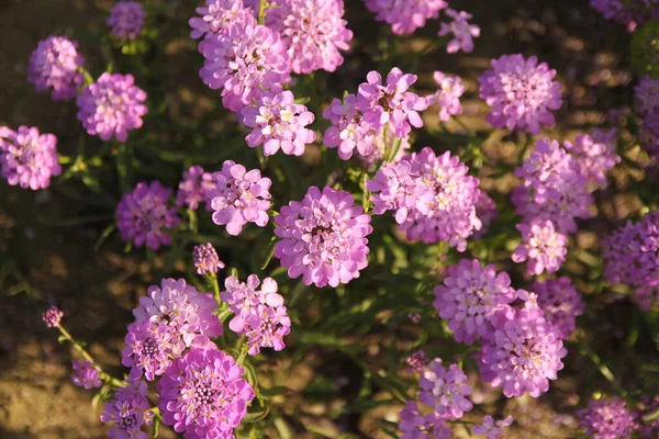 Vista Superior Las Hermosas Flores Color Púrpura Silencioso Primer Plano — Foto de Stock