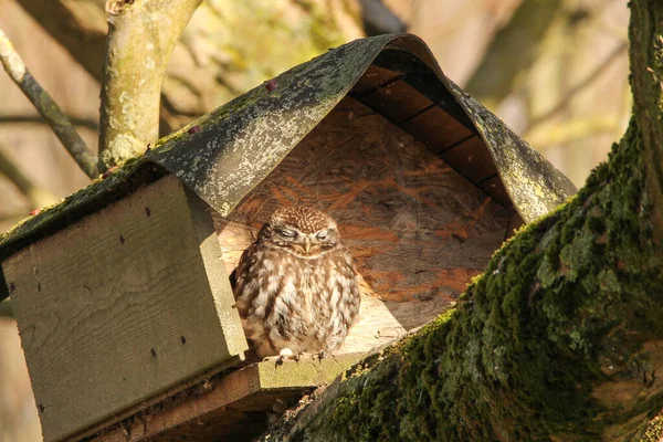 a little owl sits relaxed in the spring sunshine in front of birdhouse in a big tree in the countryside