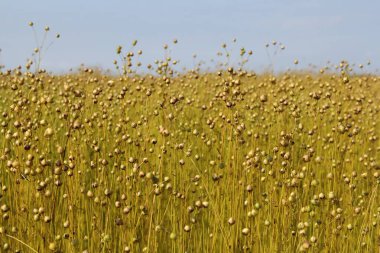 Tohumları olan güzel keten bitkileri ve yazın Hollanda kırsalında mavi bir gökyüzü.