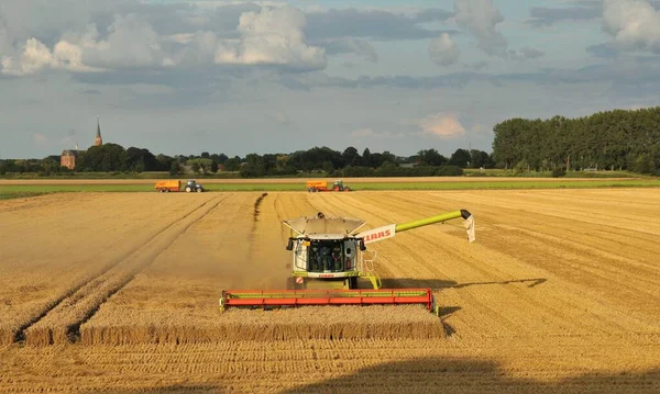 Een Grote Maaidorser Oogst Graan Een Graanveld Het Nederlandse Platteland — Stockfoto