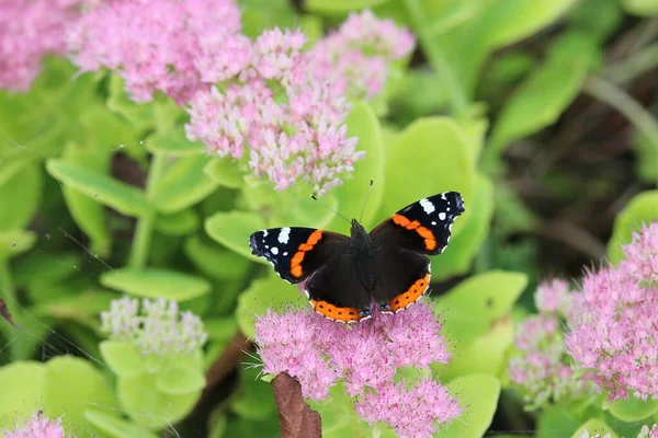 Una Hermosa Mariposa Almirante Roja Sienta Una Flor Sedum Rosa — Foto de Stock