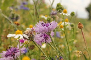 Güzel bir menekşe çiçeği yeşil bir tarla kenarında, kır çiçekleri ve ilkbaharda papatya çiçekleri ile kaplıdır.