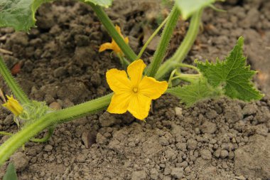 İlkbaharda sebze bahçesinde sarı çiçekli bir salatalık dalı.