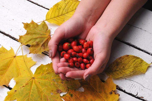 Freshly picked rose hips in the hands of a woman. Rose hip or rosehip, commonly known as the dog rose (Rosa canina).